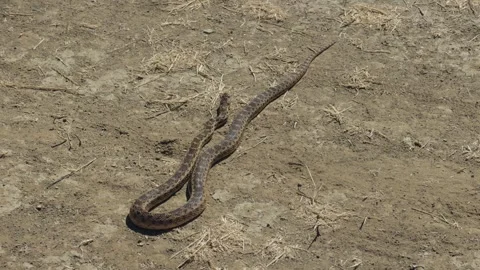 Gopher snake slithering across dry, dusty dirt ground in sunlight Stock Footage 344060861
