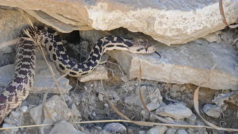 Gopher snake slithering through rocks in the Utah desert Stock Footage 211822495