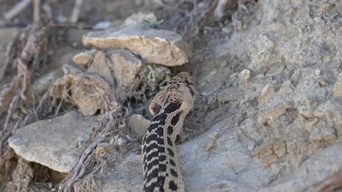 Gopher snake slithering through the wilderness Stock Footage 211822785