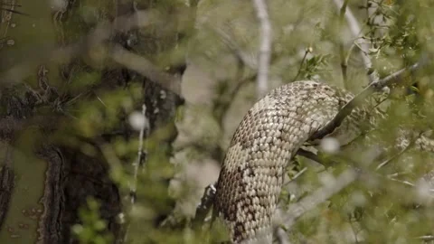 Gopher snake slithers into a bush in the desert Stock Footage 271729911