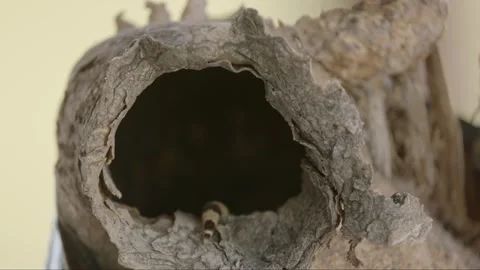 Gopher snake slithers into a cave in a saguaro cactus  Stock Footage 271729917