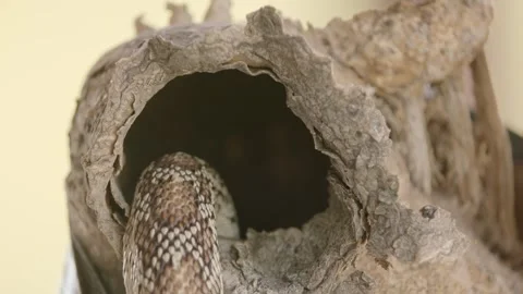 Gopher snake slithers into a cave in a saguaro cactus  Stock Footage 271729920
