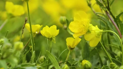 Gopher (Spermophilus) in the Caucasus Mountains foraging for food in natural hab Stock Footage 325681629