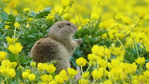 Gopher (Spermophilus) in a Field of Yellow Flowers in the Caucasus Mountains. Stock Footage 325681733