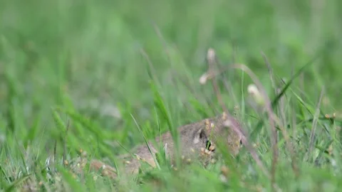 Gopher Spermophilus pygmaeus gopher is hiding in the grass Stock-Footage 190059838