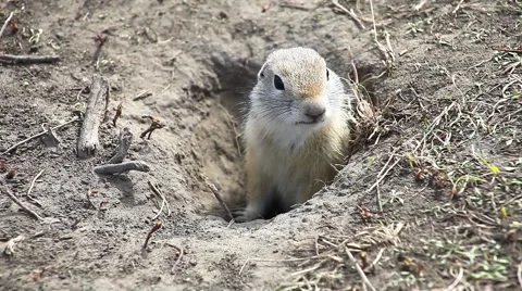 Gopher squeaking his tribe Stock Footage 64370054