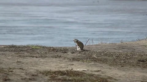 Gopher squeaking hungry voice Video stock 64370063