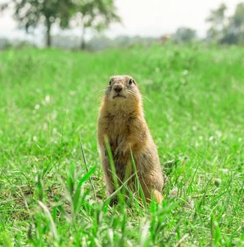 Gopher standing on meadow Stock Photos