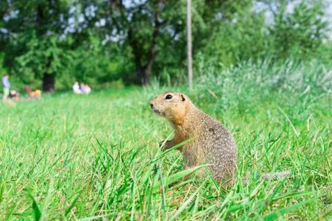 Gopher standing profile and starring on meadow, some people on t Stock Photos