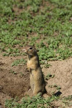 A gopher standing on two legs and being very alert on surroundings Stock Photos