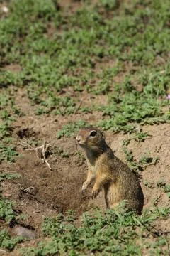 A gopher standing on two legs and being very alert on surroundings showing hi Fotos de archivo