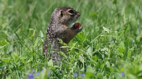 Gopher stands in flowers and eats, close-up Stock Footage 306373007