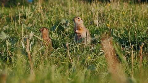 Gopher stands on his hind legs and looks into the camera. Gopher in the wild.  Stock-Footage 132576722