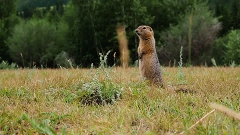 Gopher stands near the burrow. Stock Footage 99168447