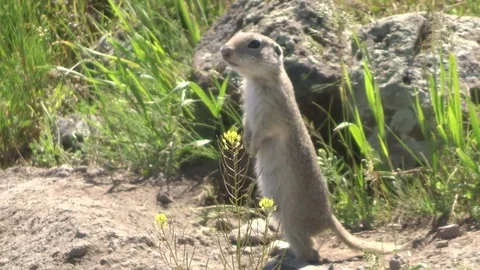 The gopher stands next to the gopher hole Stock Footage 91322013