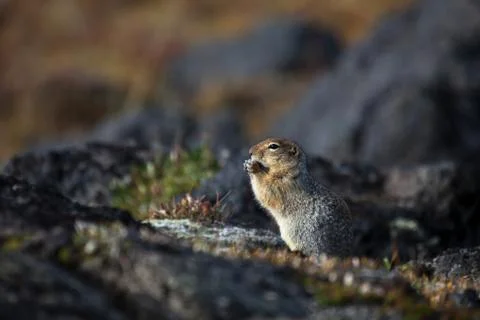 Gopher on stones Stock Photos