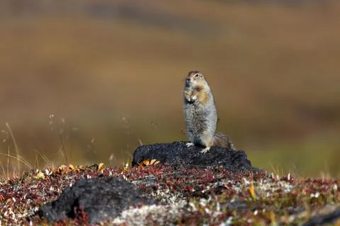 Gopher in stones. Stock Photos