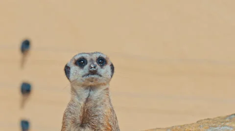 Gopher in Sunny weather Stock Footage 68142947