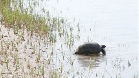 A Gopher Toroise Entering the Water Stock Footage 340045174