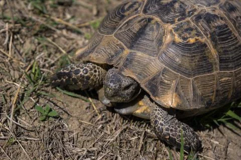 Gopher tortoise at Azerbaijan border Stock Photos