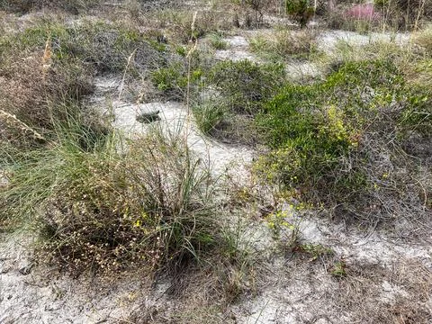 A gopher tortoise on a beach in Florida. Stock Photos