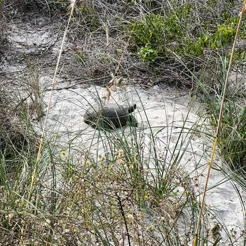 A gopher tortoise on a beach in Florida. Stock Photos