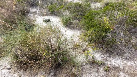 A gopher tortoise on a beach in Florida. Stock Photos