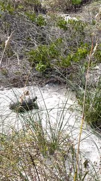 A gopher tortoise on a beach in Florida. Stock Photos