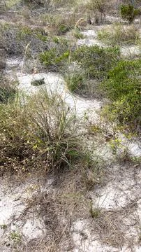 A gopher tortoise on a beach in Florida. Stock Photos