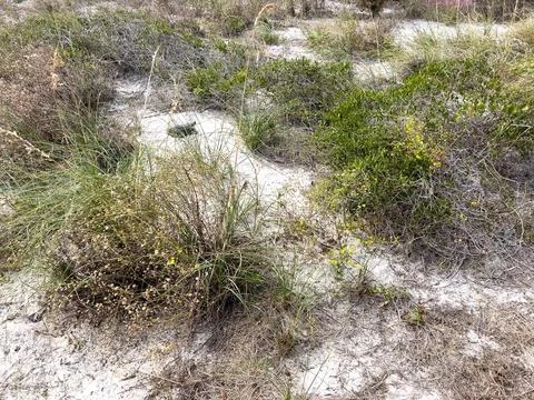 A gopher tortoise on a beach in Florida. Stock Photos