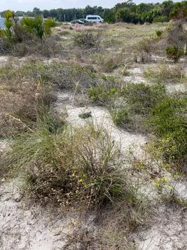 A gopher tortoise on a beach in Florida. Stock Photos