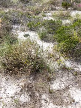 A gopher tortoise on a beach in Florida. Foto stock