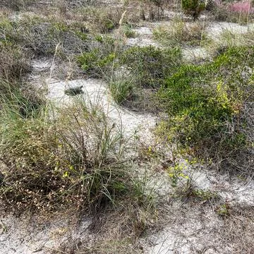 A gopher tortoise on a beach in Florida. Stock Photos