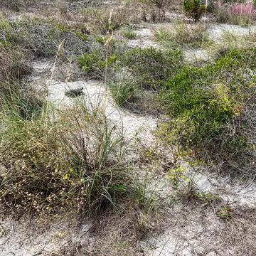 A gopher tortoise on a beach in Florida. Stock Photos