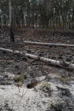 Gopher tortoise burrow in burn area Stock Photos