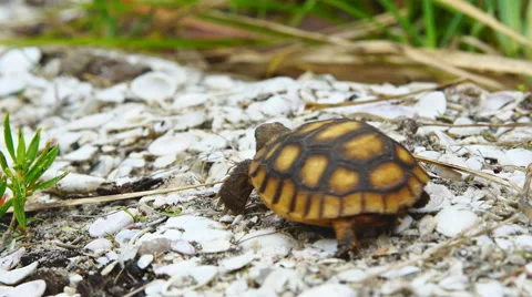 Gopher Tortoise Crawling Stock-Footage 61678454