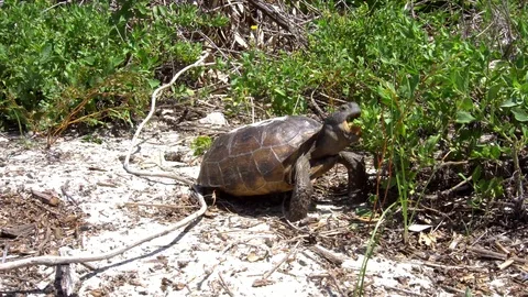 Gopher tortoise eating Stock Footage 112035259