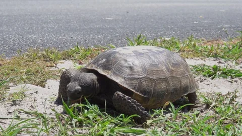Gopher Tortoise Eating Stock Footage 112130479
