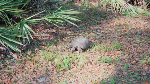 Gopher Tortoise Eating Grass at Lettuce Lake Conservation Park, Florida, Stock Footage 235361428