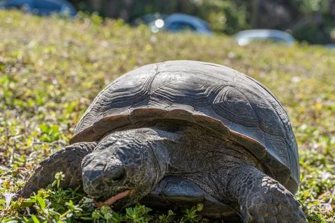 Gopher Tortoise Eating in the Grass Stock Photos