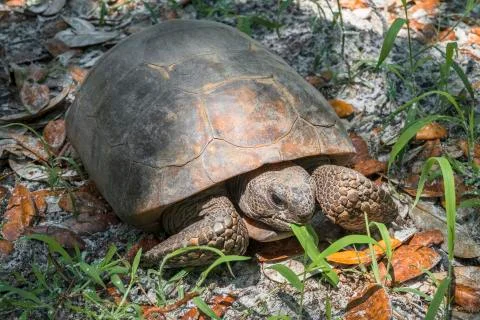 Gopher Tortoise eating Stock Photos
