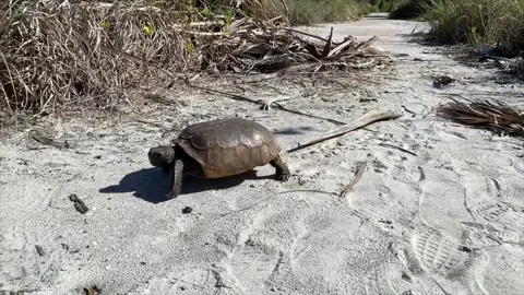 Gopher Tortoise Egmont Key Florida Stock Footage 167704536