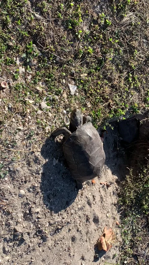 A gopher tortoise in florida leaving its burrow or den Stock Footage 169755640