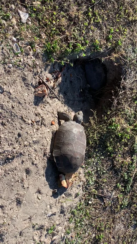 A gopher tortoise in florida outside of his burrow Stock Footage 169755785