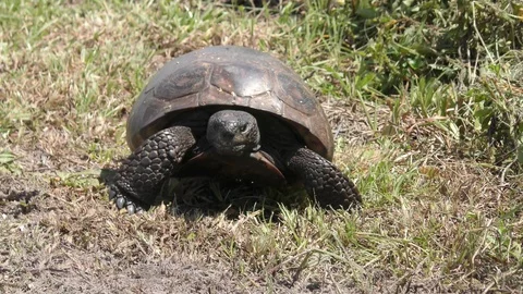  Gopher Tortoise in Florida wetlands Stock Footage 90681791