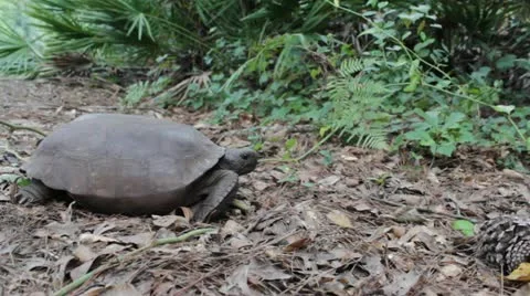 Gopher Tortoise Video stock 12522804