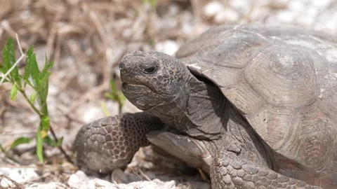Gopher Tortoise Stock Footage 268448914