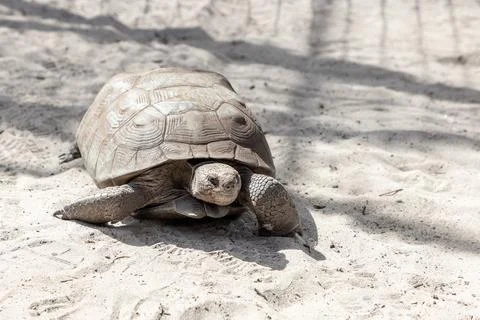Gopher tortoise Gopherus polyphemus at the beach Stock Photos