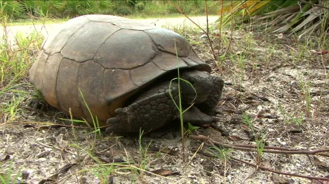 Gopher Tortoise  -  Gopherus Polyphemus - Close Up Ground Level Stock Footage 857647