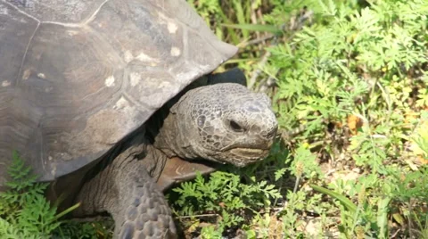 Gopher Tortoise - Gopherus Polyphemus Stock Footage 1963139